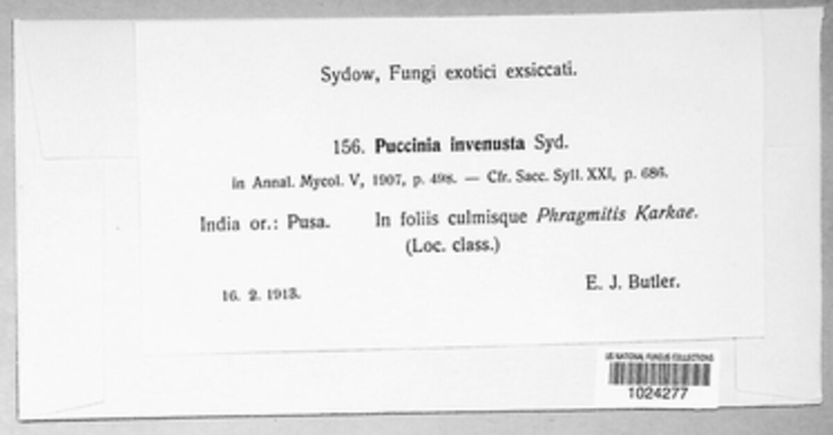 Puccinia invenusta image